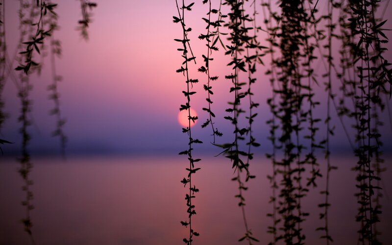 Silhouetted Willow Branches — Pink