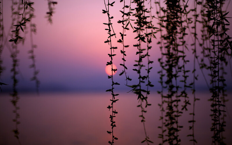 Silhouetted Willow Branches