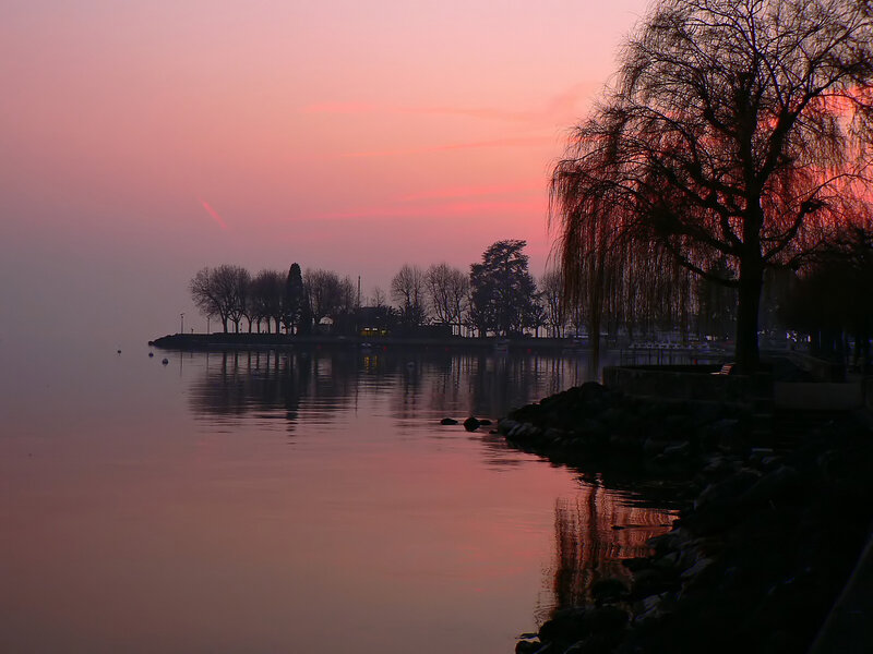 Silhouetted Willow Tree — Pink