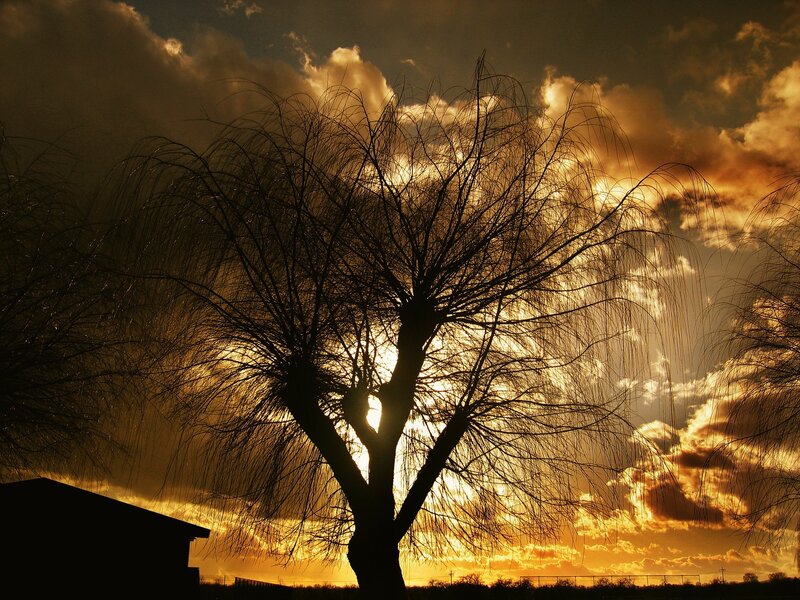 Silhouetted Willow Tree