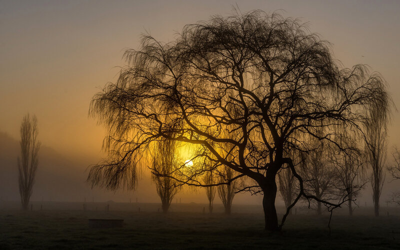 Silhouetted Willow Tree — Yellow