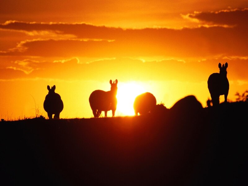 silhouettes of animals at sunset