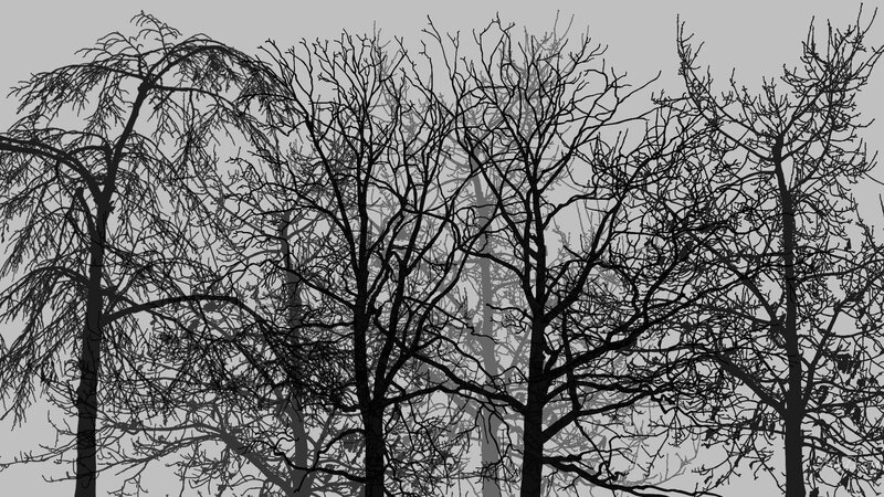silhouettes of bare trees