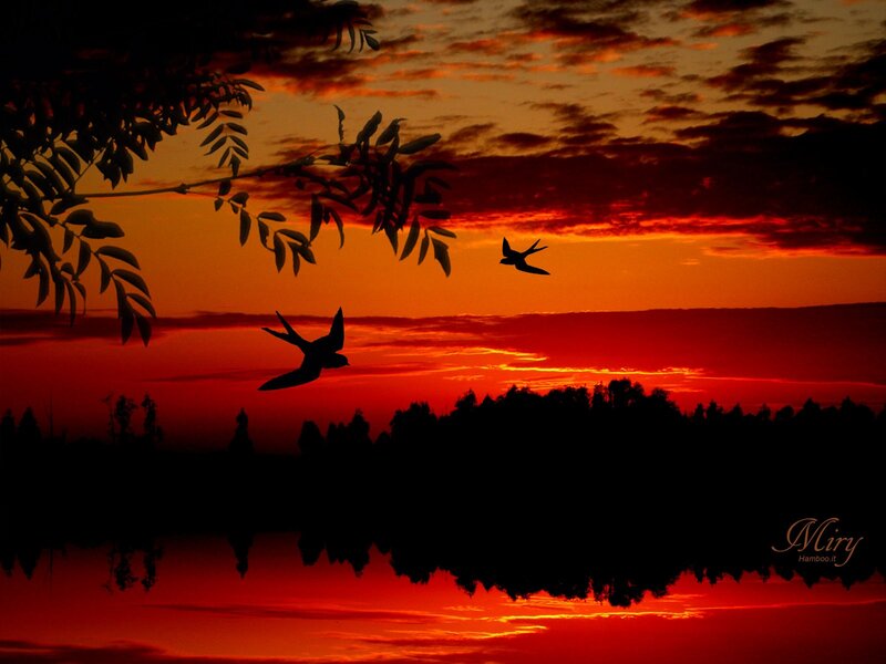 Silhouettes of birds at sunset