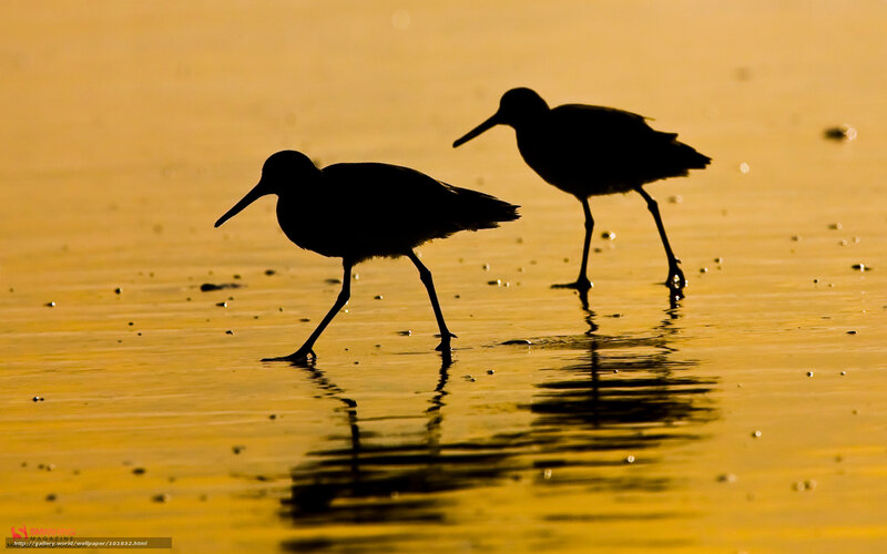 Silhouettes of birds at sunset