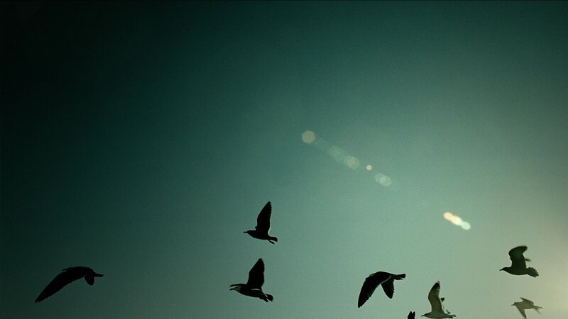 silhouettes of birds in flight