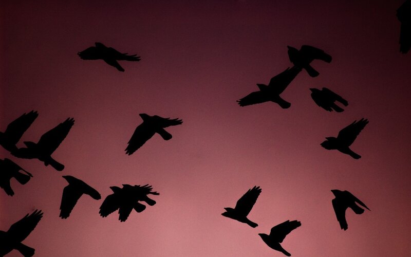 silhouettes of birds in flight