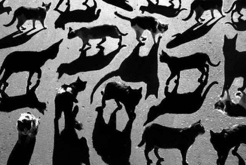Silhouettes of Cats — Black, Dramatic