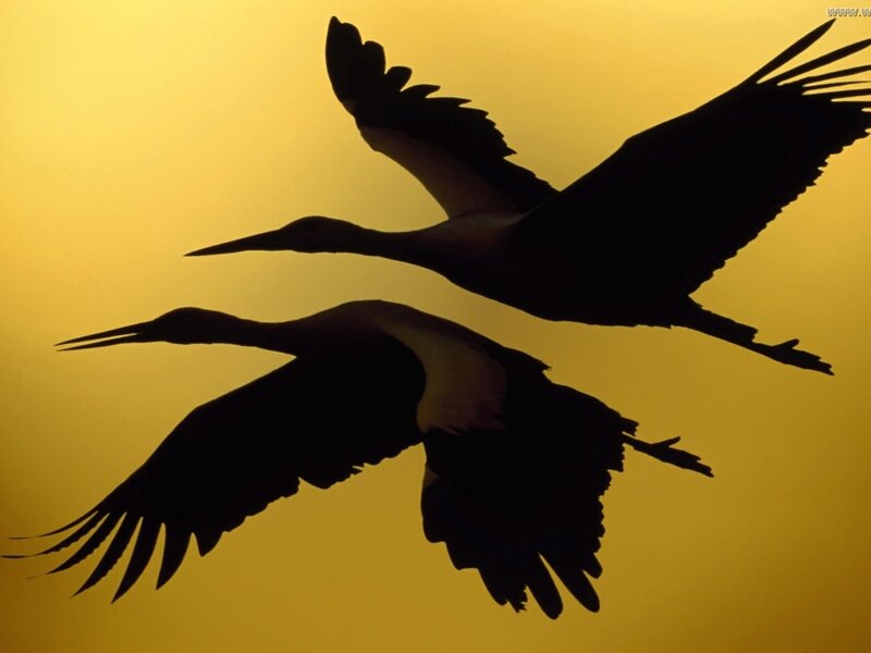 Silhouettes of flying birds