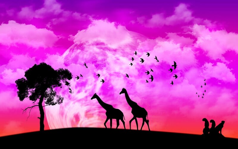 Silhouettes of giraffes at sunset