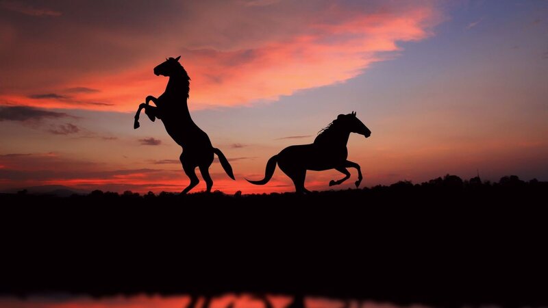 silhouettes of horses at sunset