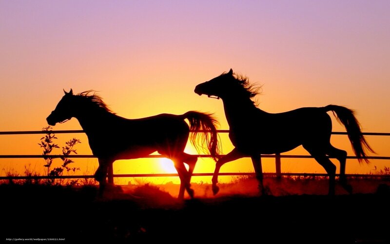 Silhouettes of horses at sunset