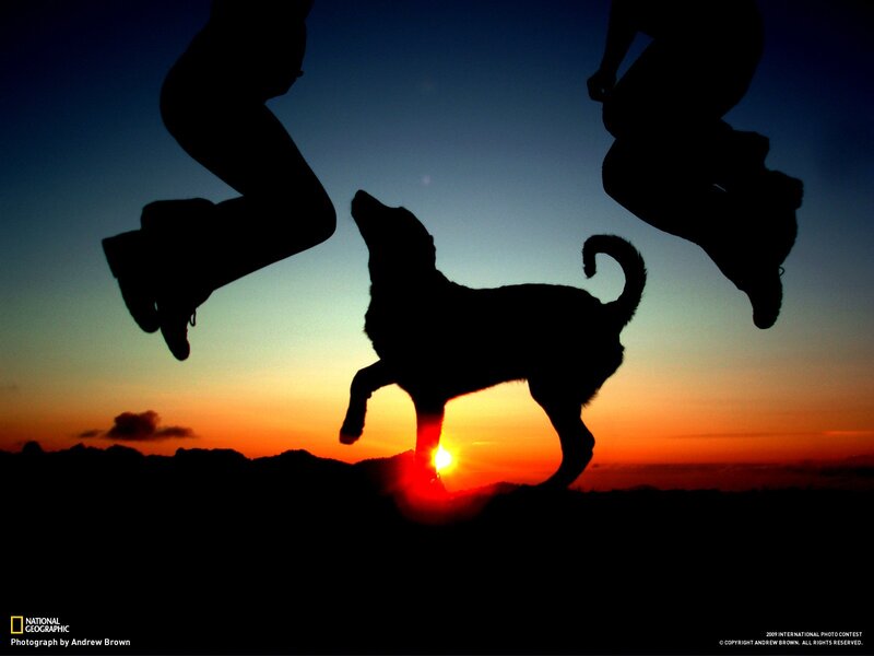 Silhouettes of people and dog at sunset