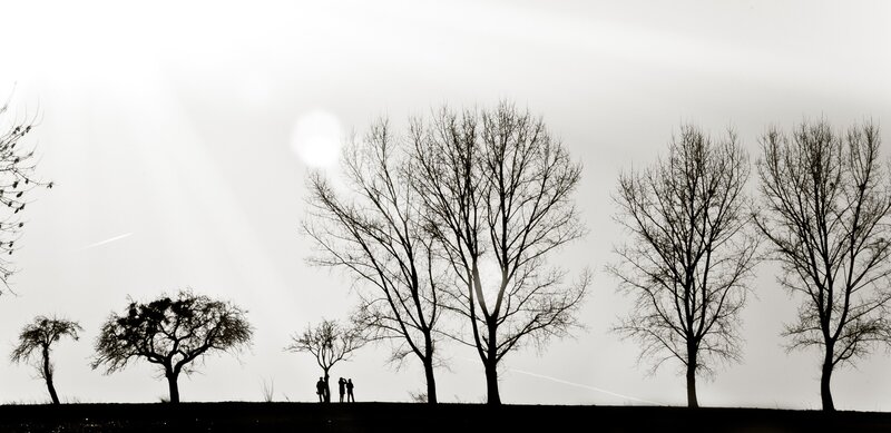 Silhouettes of people and trees