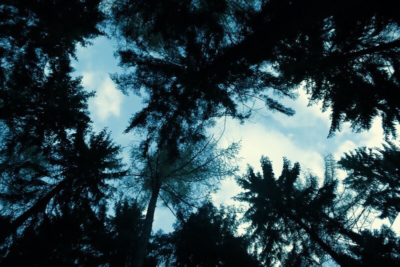 silhouettes of trees against sky