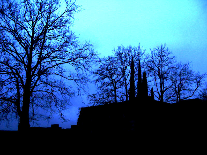 Silhouettes of trees at dusk