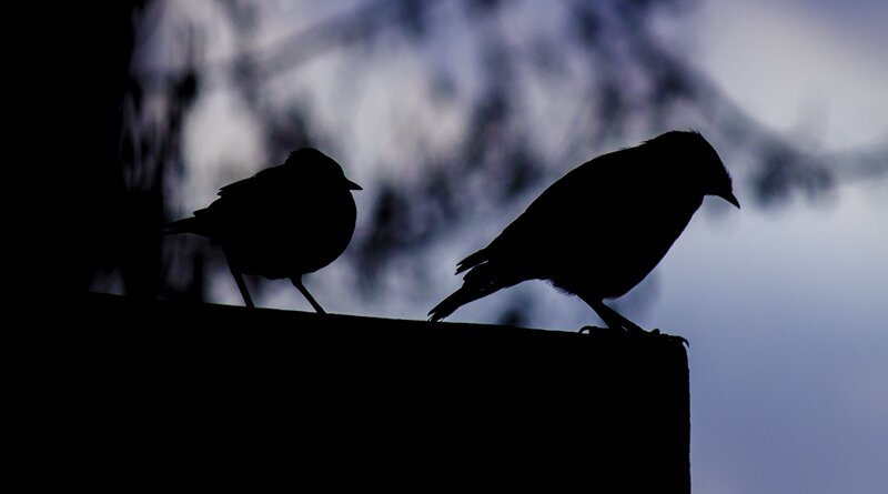 silhouettes of two birds