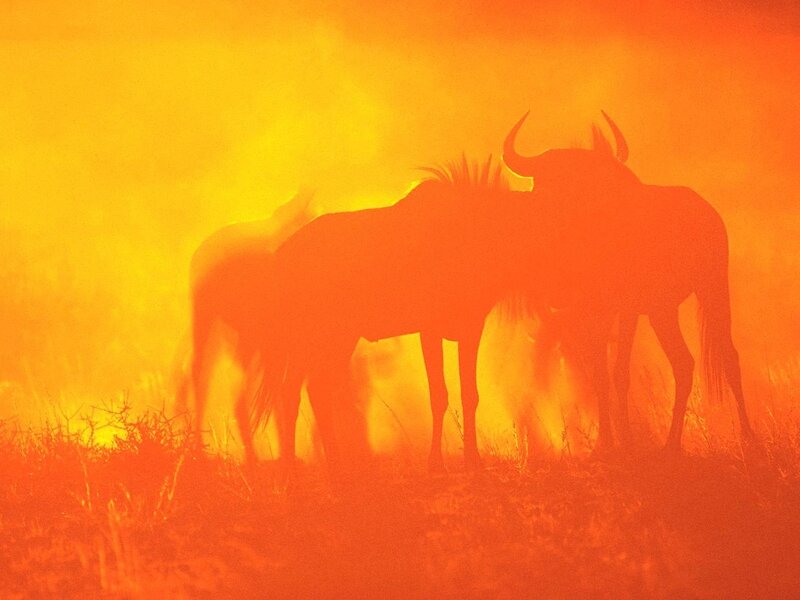 Silhouettes of wildebeests at sunset