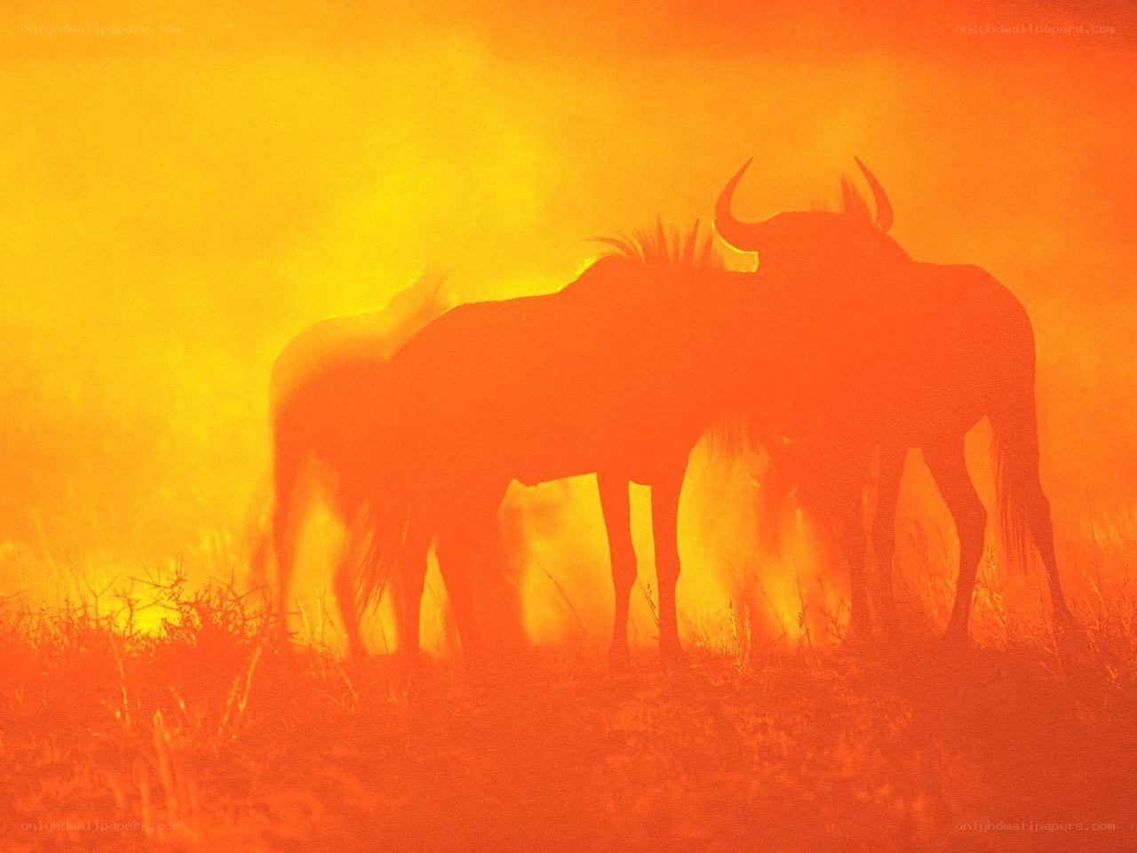 Silhouettes of wildebeests at sunset