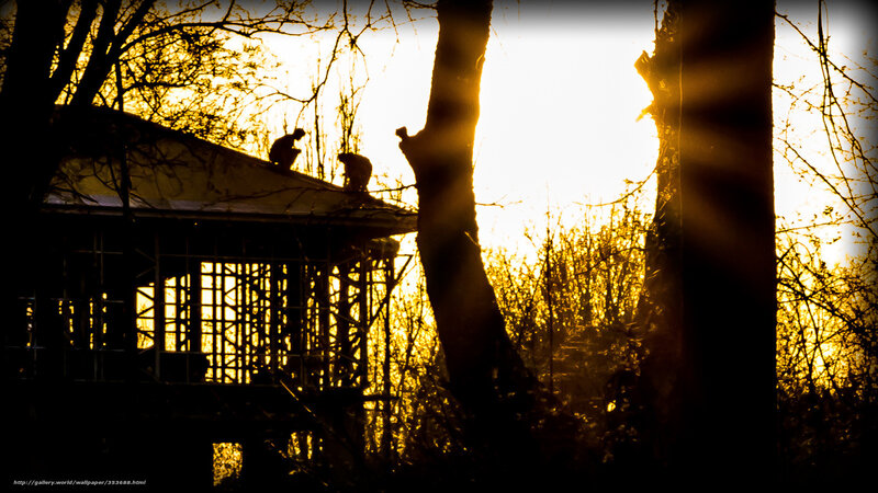 Silhouettes on a roof at sunset