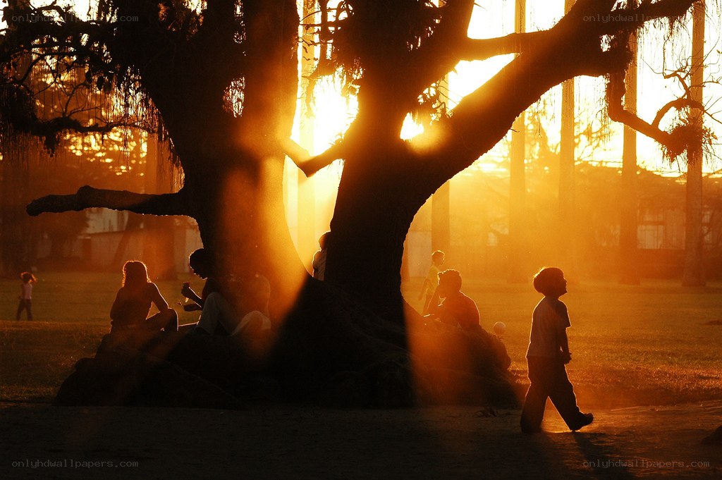 Silhouettes under a large tree