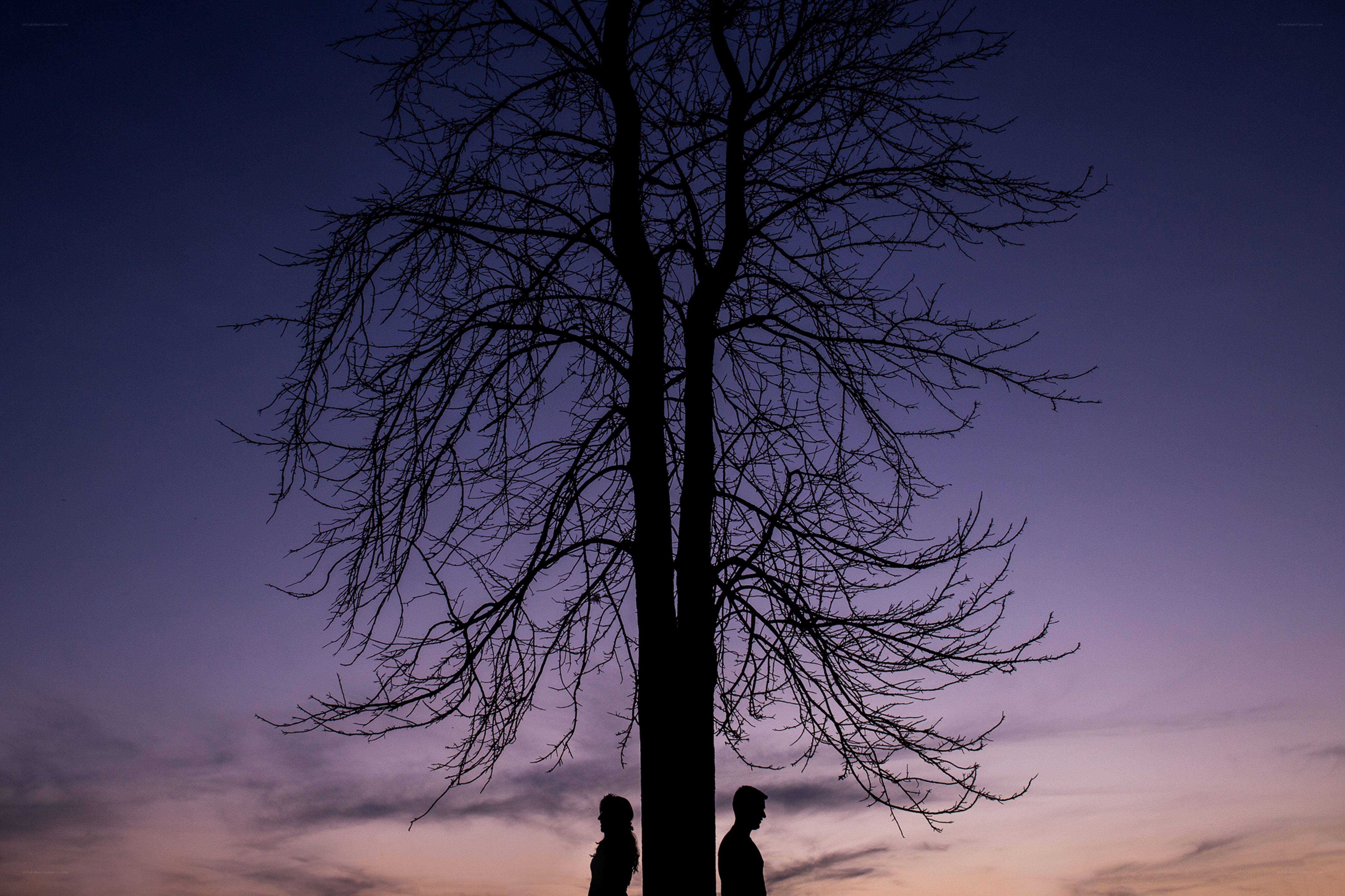 Silhouettes under bare tree