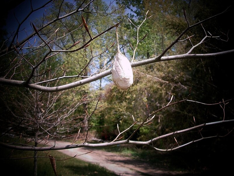 Silk Moth Cocoon