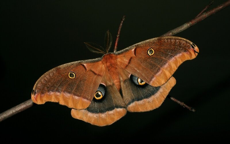 Silk Moth on Branch
