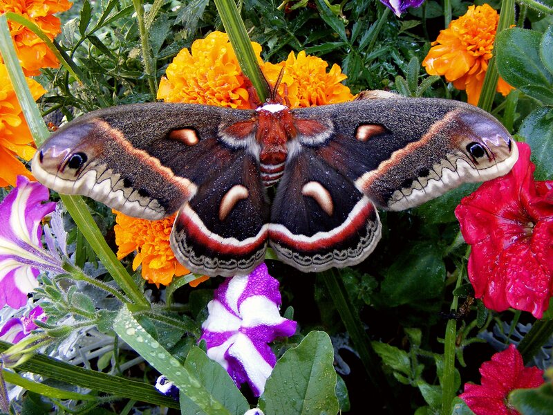 Silk Moth on Flowers
