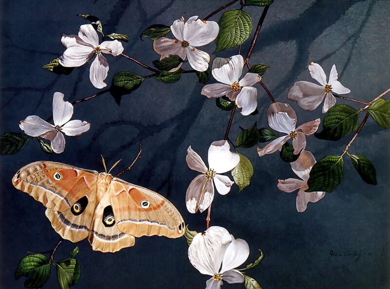 Silk Moth on Flowers — White