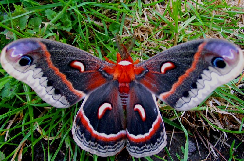 Silk Moth on Grass — Black