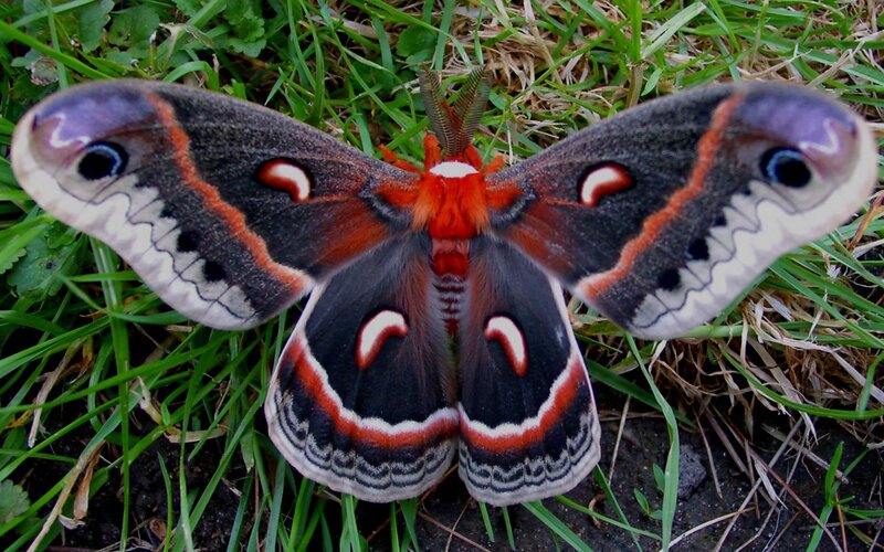 Silk Moth on Grass