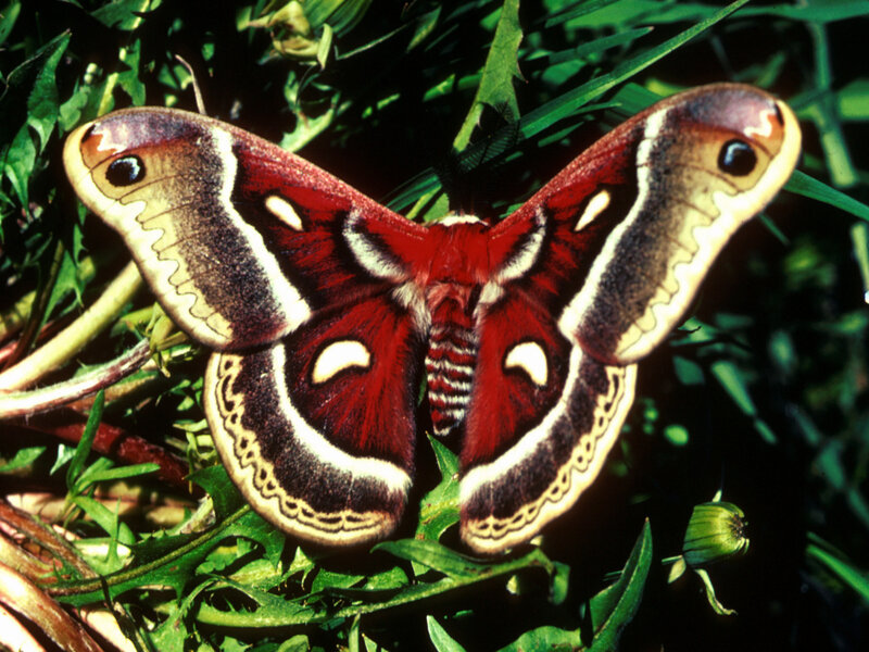 Silk Moth on Green Leaves