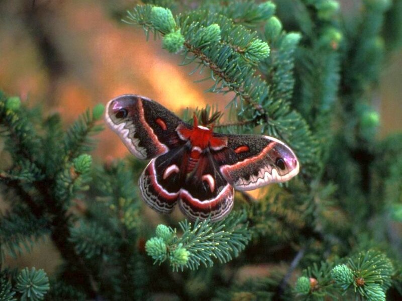 Silk Moth on Pine Branch