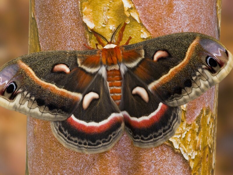 Silk Moth on Tree Trunk — Brown, Natural