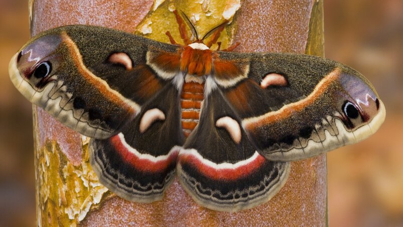 Silk Moth on Tree Trunk — Brown