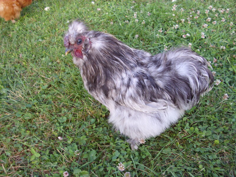 Silkie Chicken in Grass
