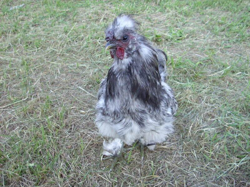 Silkie Chicken on Grass — Green