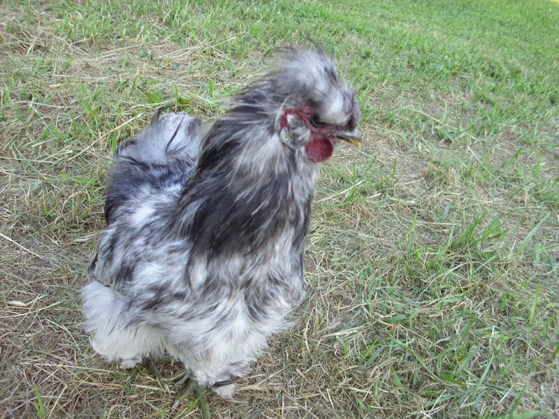 Silkie Chicken on Grass