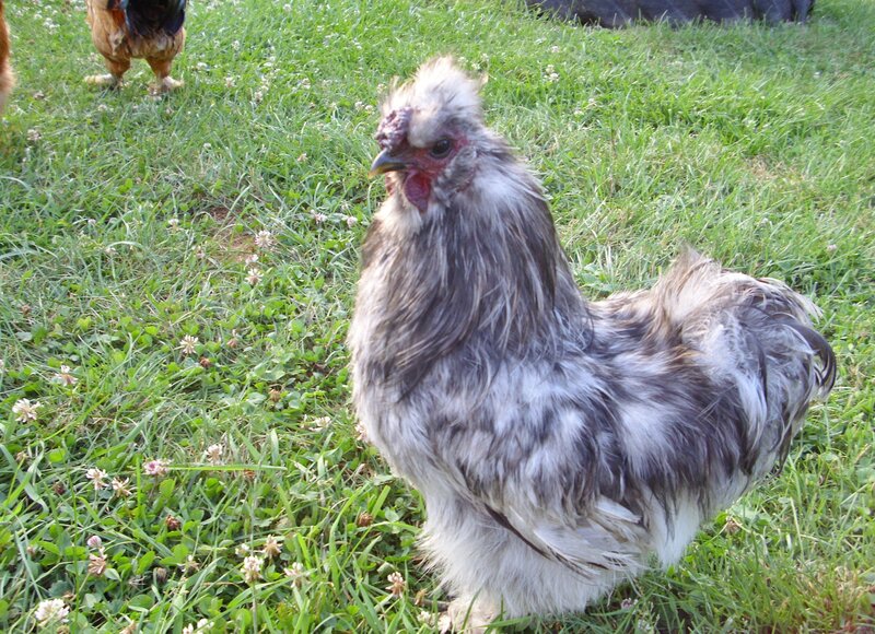 Silkie Rooster in Grass — Green