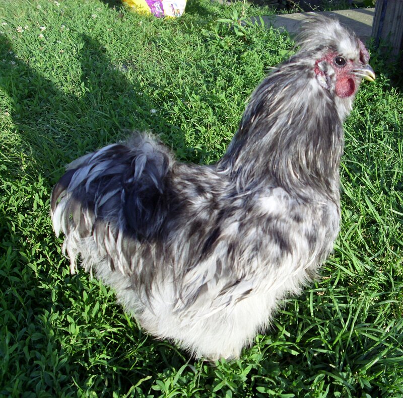 Silkie Rooster in Grass