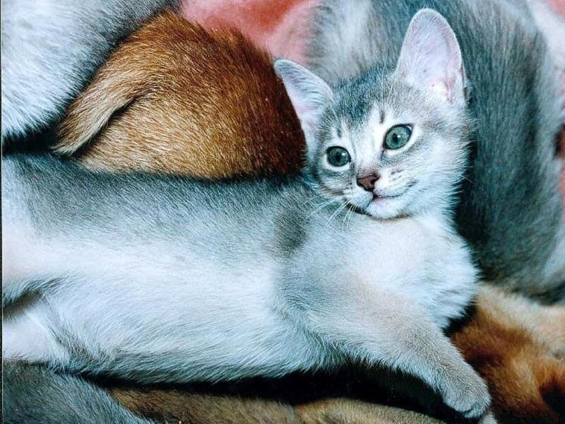 Silver Abyssinian Kitten
