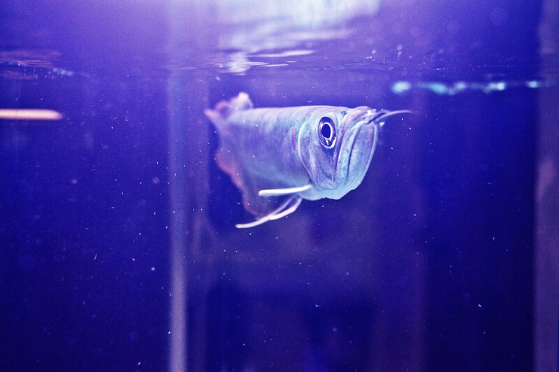 Silver Arowana Fish — Blue
