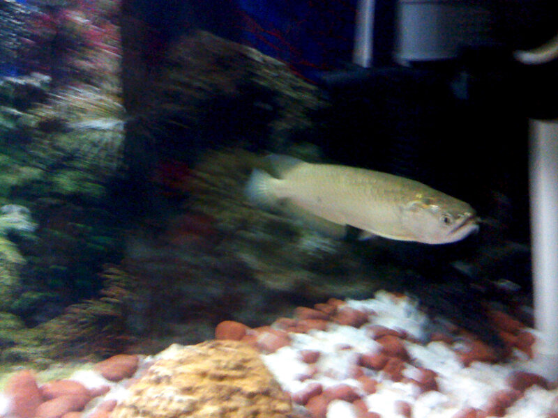Silver Arowana Fish