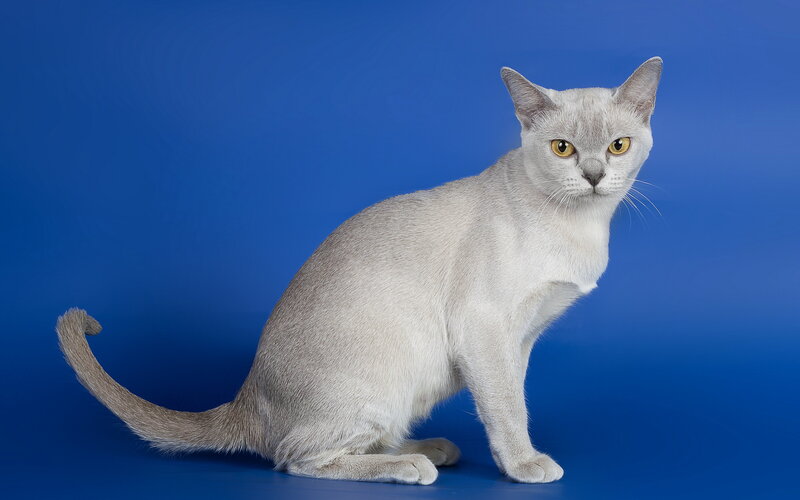 Silver Burmese Cat