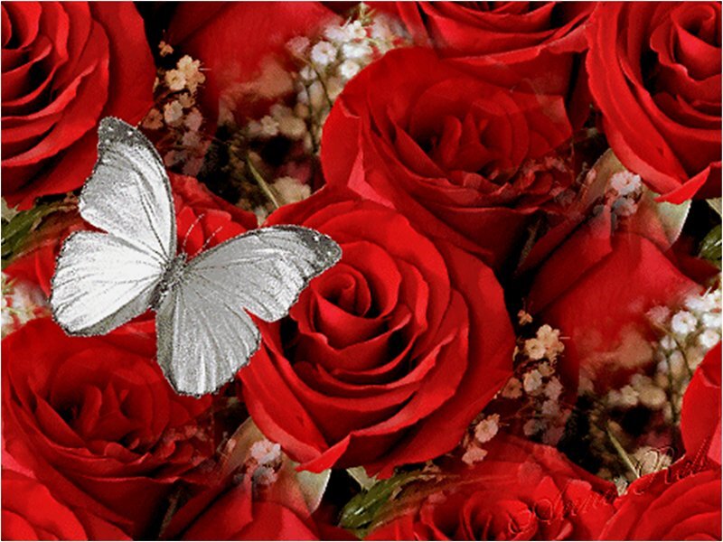 Silver Butterfly on Roses