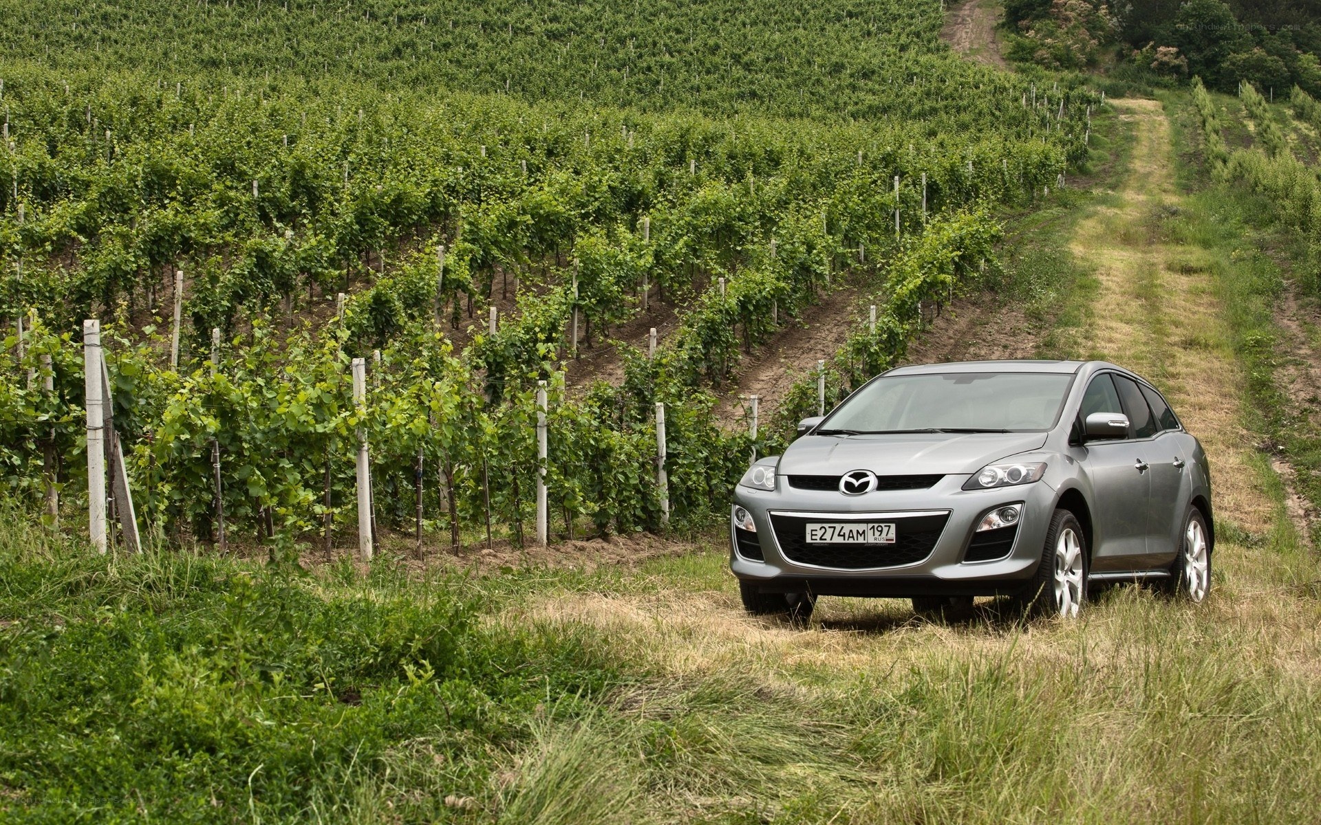Silver car in vineyard