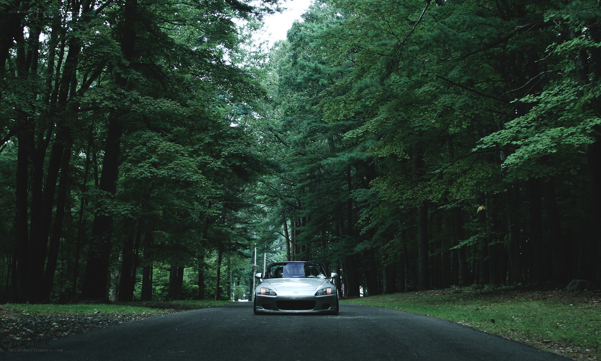 Silver car on forest road
