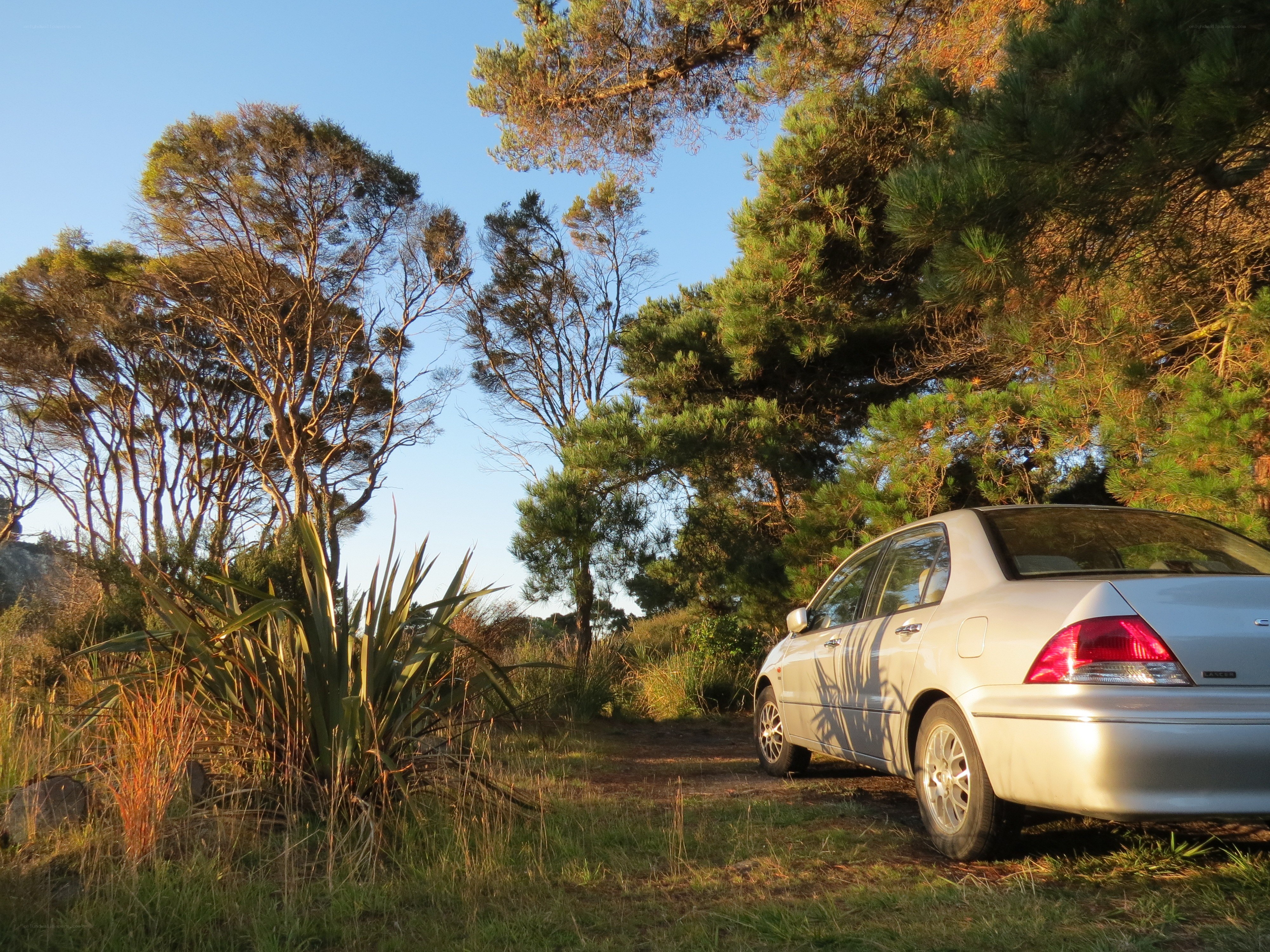 Silver car parked in forest