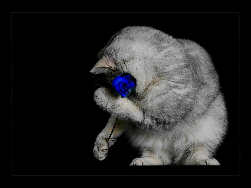 Silver Cat Holding Rose